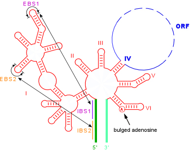 Diagram of structure showing IBS-EBS pairings and bulged "A" utilized during splicing reaction