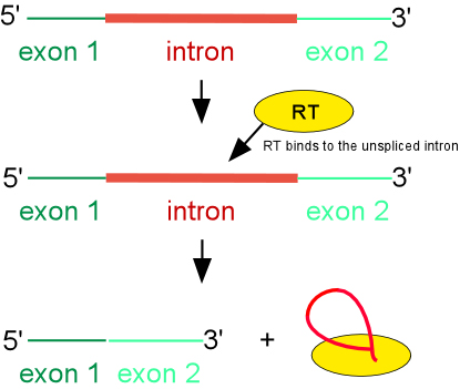 Diagram of maturase-assisted splicing reaction