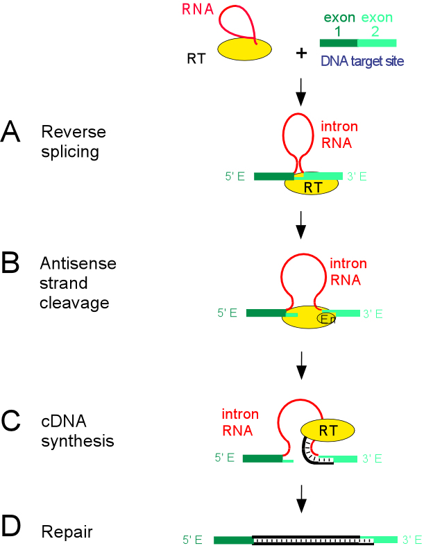 Diagram of intron mobility mechanism