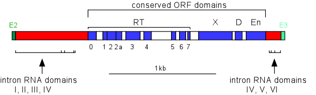 Diagram of intron ORF structure