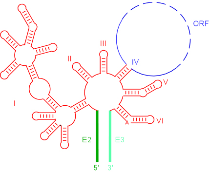 Diagram of intron RNA structure
