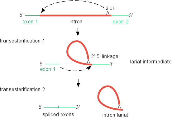 Diagram of self-splicing reaction