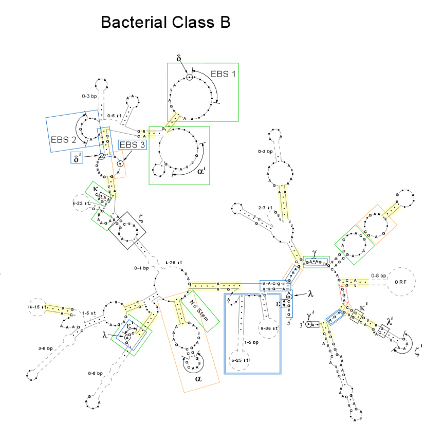 Bacterial Class B, B2-like intron structure