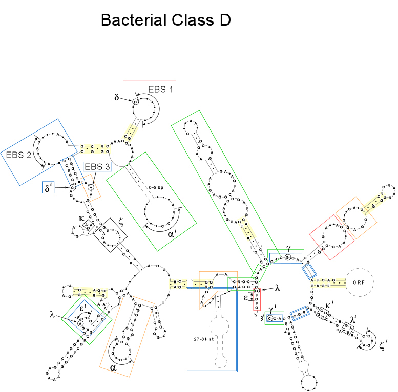 Bacterial Class D, B-like intron structure