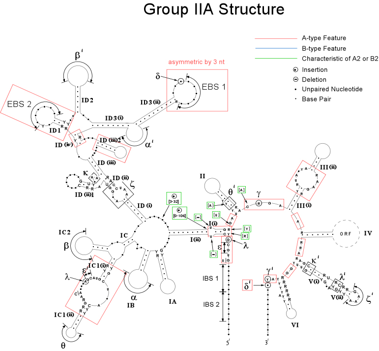 Group IIA intron structure