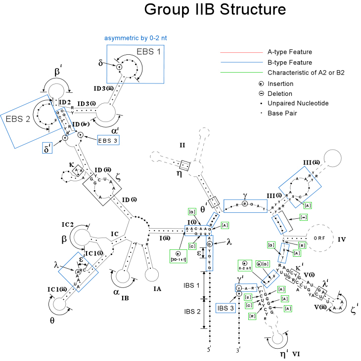 Group IIB intron structure