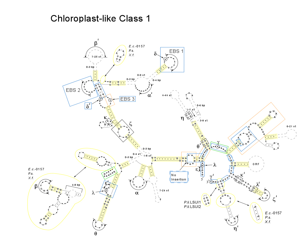Chloroplast-like Class 1, B1 intron structure