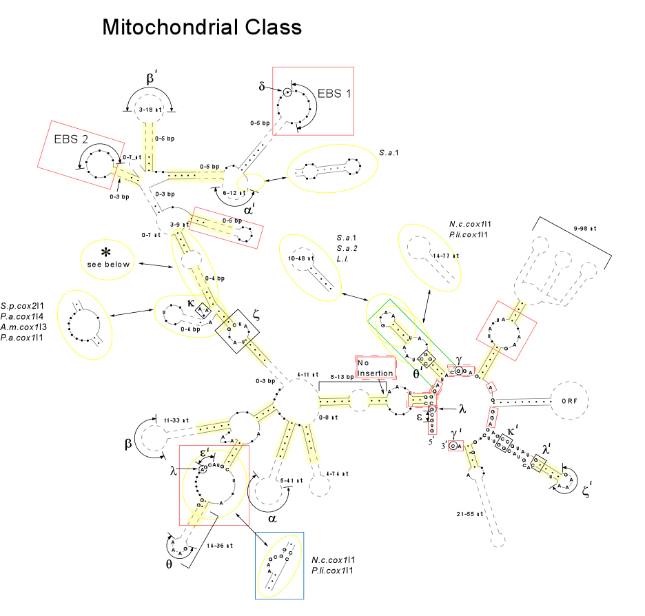 Mitochondrial Class, A1 intron structure